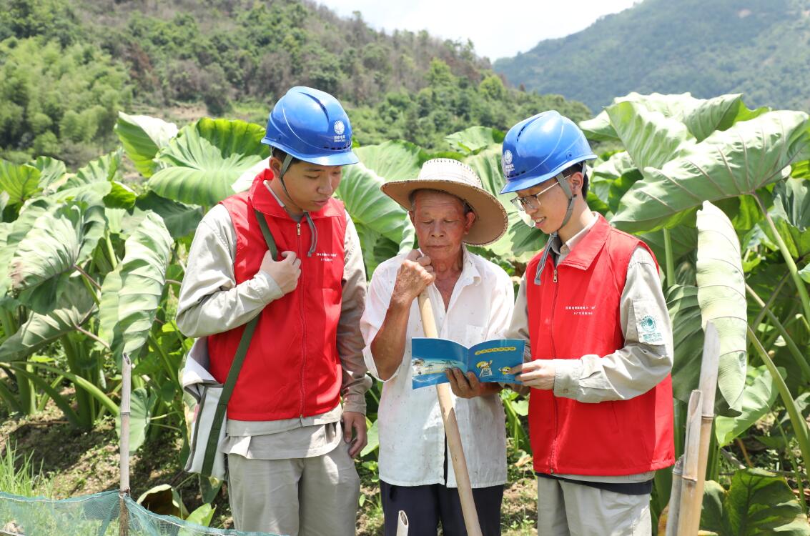 國(guó)網(wǎng)福鼎市供電公司電力賦能 共同奔向富“芋”路