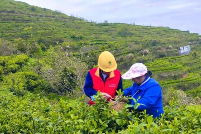 國網桂陽縣供電公司春茶生產“電力足”鄉(xiāng)村振興茶飄香