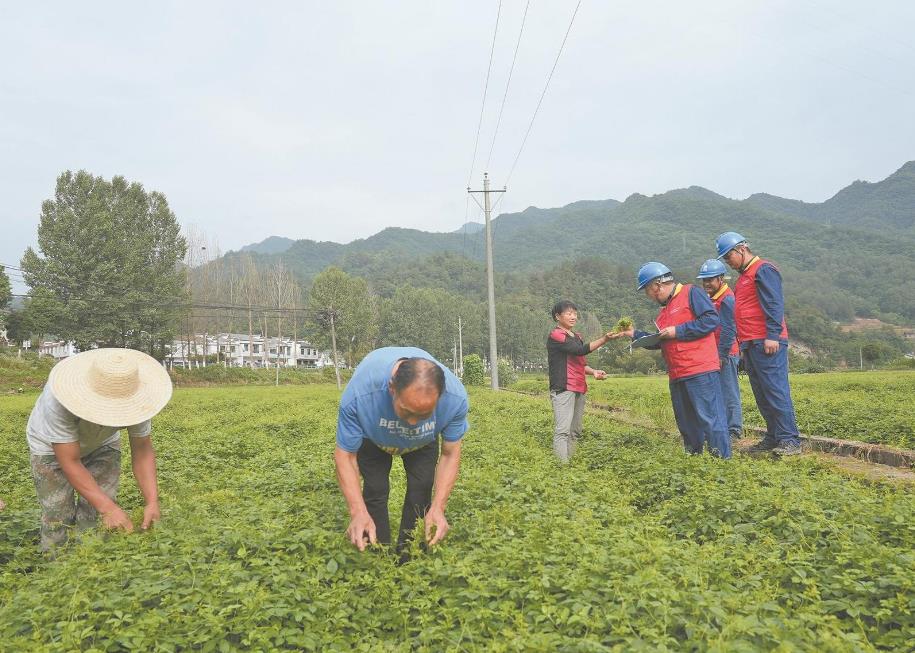 陜西省平利縣加工電氣化助絞股藍(lán)產(chǎn)業(yè)壯大